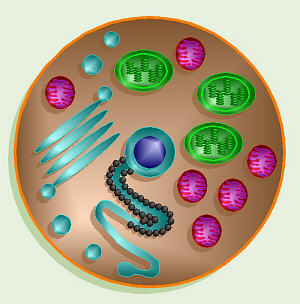 [Generic Eukaryotic Cell]