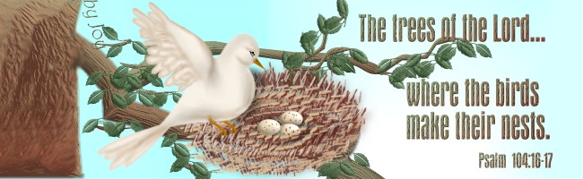 Dove in a nest
