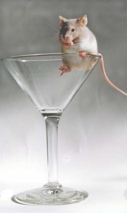 Mouse in a Glass