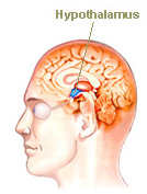 Hypothalamus