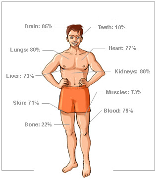 Human Body