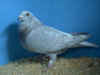 BBBB Reduce TPat Hen.JPG (67153 bytes)