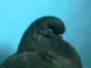 BBB Blk Ck2.JPG (53965 bytes)