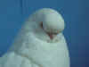 BB Head White 3.JPG (53160 bytes)