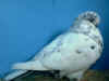BB TG hen.JPG (50783 bytes)