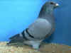BBest ASR Bluehen2.JPG (64480 bytes)