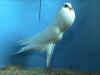BBwhhen2.JPG (49421 bytes)