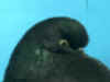 BlkHead Ck3.JPG (51076 bytes)