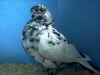 Tumbler Teager Young Cock.JPG (65088 bytes)