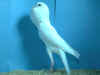 cock 6.jpg (48498 bytes)
