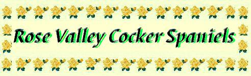 Rose Valley Cocker Spaniels - We offer the best quality AKC American Cocker Spaniel puppies, bred from top bloodlines. Our pups are beautiful, healthy, socialized, and loved. We are located in Pottstown, Pennsylvania (Montgomery County).