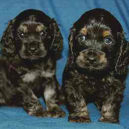 Rose Valley Cocker Spaniels
