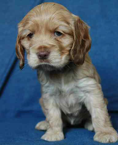 Rose Valley Cocker Spaniels