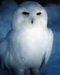 TN_BIRD-003.JPG