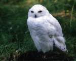 TN_BIRD-007.JPG