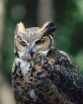 TN_BIRD-015.JPG