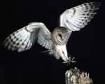 TN_BIRD-022.JPG