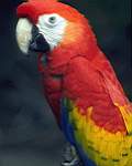 TN_BIRD-024.JPG