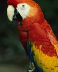 TN_BIRD-025.JPG