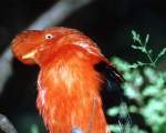 TN_BIRD-028.JPG