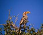 TN_BIRD-031.JPG