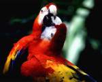 TN_BIRD-034.JPG