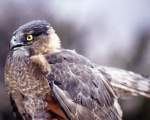 TN_BIRD-045.JPG