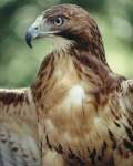 TN_BIRD-052.JPG