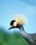 TN_BIRD-091.JPG