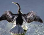 TN_BIRD-097.JPG