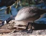 TN_BIRD-101.JPG