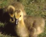 TN_BIRD-121.JPG
