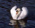 TN_BIRD-125.JPG