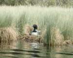 TN_BIRD-141.JPG