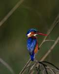 TN_BIRD-148.JPG