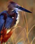 TN_BIRD-163.JPG