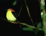TN_BIRD-166.JPG
