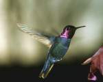 TN_BIRD-170.JPG