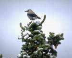 TN_BIRD-186.JPG