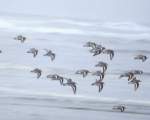 TN_BIRD-190.JPG