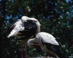 TN_BIRD-201.JPG