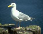 TN_BIRD-218.JPG