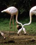 TN_BIRD-228.JPG