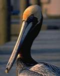 TN_BIRD-235.JPG
