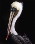 TN_BIRD-236.JPG