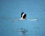 TN_BIRD-245.JPG