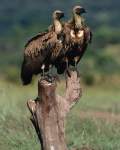 TN_BIRD-255.JPG