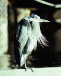 TN_BIRD-260.JPG