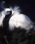 TN_BIRD-261.JPG