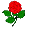 red rose